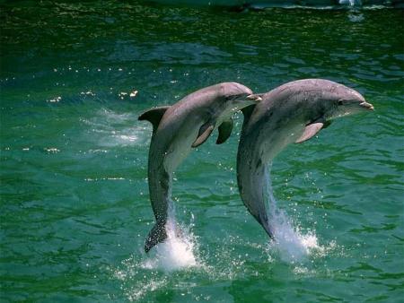 encor un dauphin